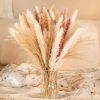 60/62/76/80/85/100pcs Boho Pampas Grass Bouquet Home Decor Floral Dried Flowers Wedding Arrangements Natural Reed Bunny Tails - 85pcs - China