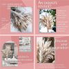 60/62/76/80/85/100pcs Boho Pampas Grass Bouquet Home Decor Floral Dried Flowers Wedding Arrangements Natural Reed Bunny Tails - 60pcs - China